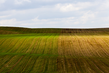 Image showing sprout wheat