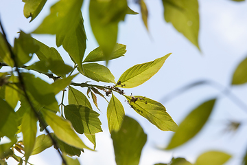 Image showing flowering trees