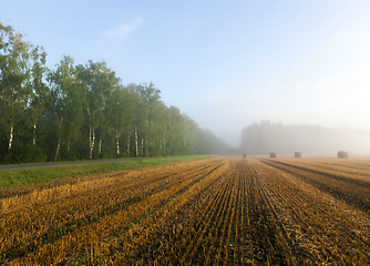 Image showing harvest cereals