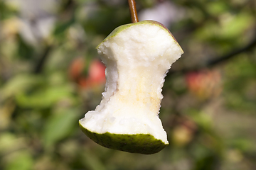 Image showing gnawed pear