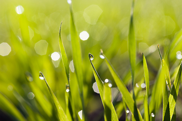 Image showing dew a green grass