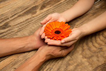 Image showing Human hands holding tender summer flower together isolated on wooden background with copyspace