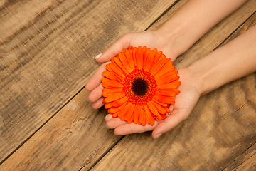 Image showing Human hands holding tender summer flower together isolated on wooden background with copyspace