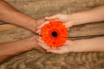 Image showing Human hands holding tender summer flower together isolated on wooden background with copyspace