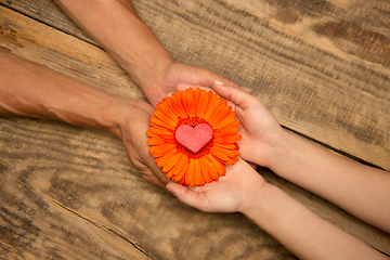 Image showing Human hands holding tender summer flower together isolated on wooden background with copyspace