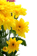 Image showing Tender yellow chrysanthemum
