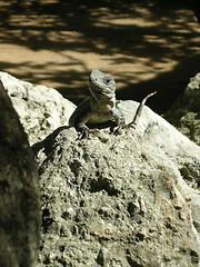 Image showing Baby Iguana
