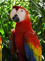 Image showing Parrot Head