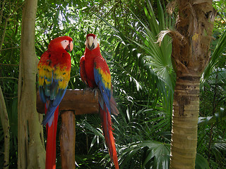 Image showing Parrot Pair