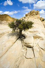 Image showing Close up on the Rocks with a Small Tree - Snow Canyon Utah