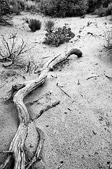 Image showing Path to Sand Dunes in Snow Canyon - Utah