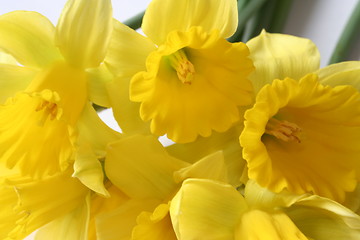 Image showing Sunny Spring Daffodils