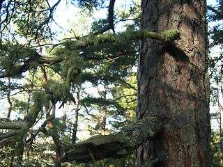 Image showing Lichens on tree