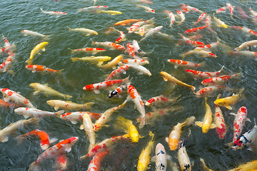 Image showing Koi fish