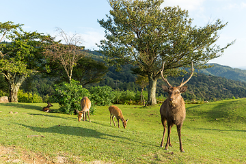 Image showing Group of Doe Deer