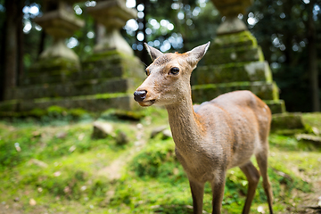 Image showing Japanese deer