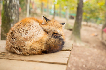 Image showing Sleeping fox at outdoor