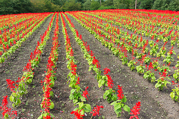 Image showing Red Salvia farm garden