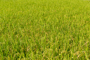 Image showing Paddy Rice field