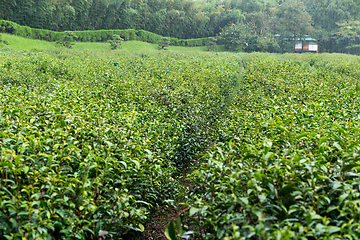 Image showing Tea farm