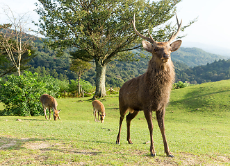Image showing Deer at outdoor