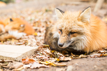 Image showing Adorable fox