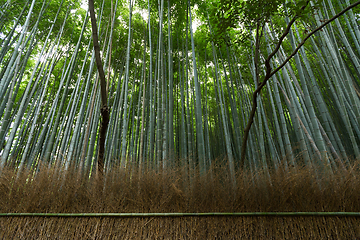 Image showing Bamboo