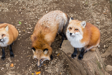 Image showing Lovely fox