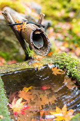 Image showing Water bamboo foundation