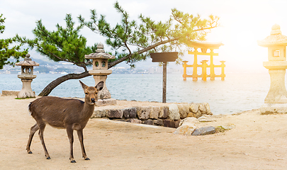 Image showing Itsukushima Shrine and deer with sunshine