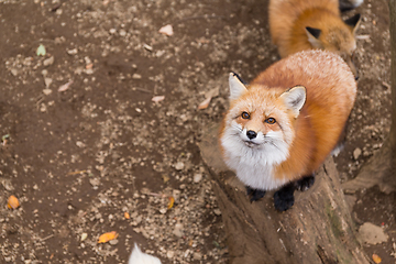 Image showing Cute Fox looking up