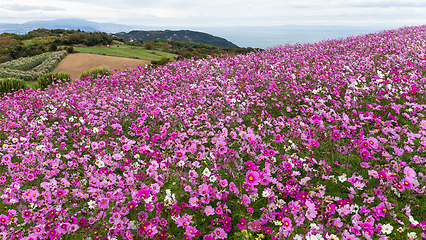 Image showing Cosmos flower garden