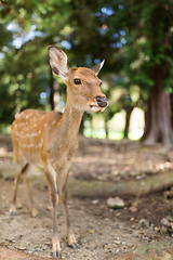 Image showing Wild deer in natural habitat wildlife