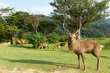 Image showing Deer buck 