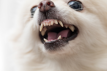 Image showing Irated white pomeranian close up