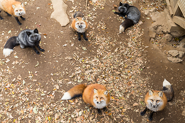 Image showing Group of fox looking for food