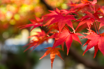 Image showing Maple leaf in the fall