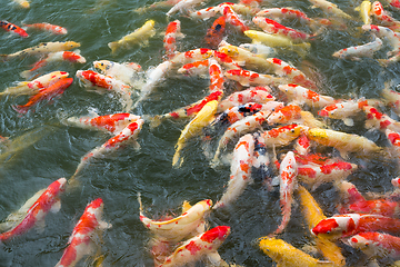 Image showing Many Koi fish in pond