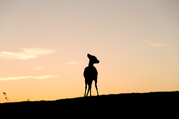 Image showing Silhouette of deer