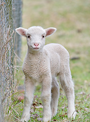 Image showing cute baby lamb