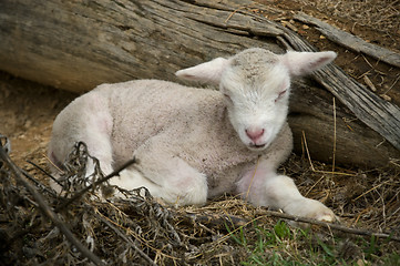 Image showing sleeping lamb
