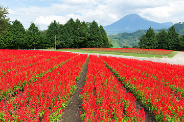 Image showing Red Salvia farm