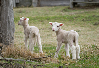 Image showing two lambs on the farm