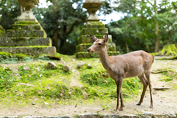 Image showing Wild deer at japanese temple
