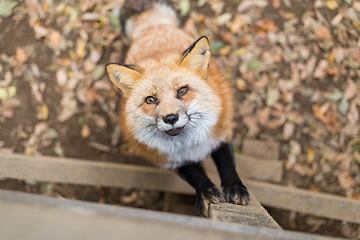 Image showing Little fox looking up