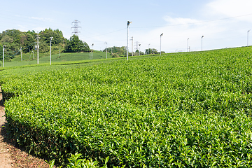 Image showing Fresh green tea farm