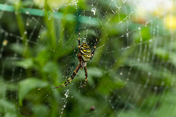 Image showing Spider on Web
