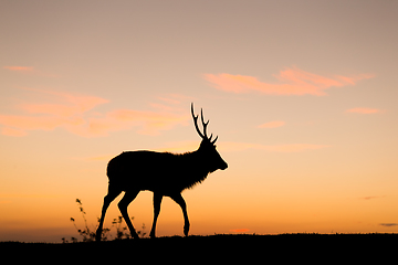 Image showing Silhouette of deer under sunset