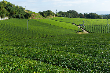 Image showing Tea Plantation