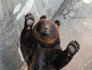 Image showing Brown bear raising up hand 